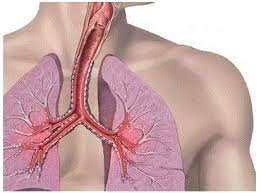 Bronxitlər, faringit, bronxial astma, laringit və dayanmadan olan