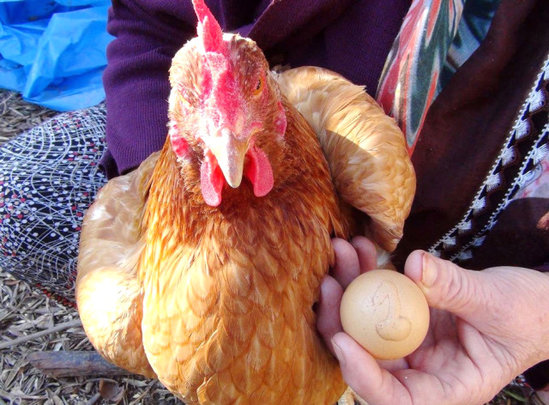 Bu yumurta 500 manata satılır - FOTOLAR