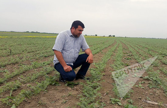 Təcili! Azərbaycanlı fermerdən ermənilərə GÖZLƏNİLMƏZ ZƏRBƏ