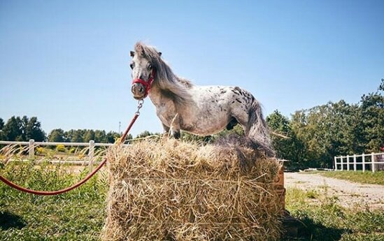 Dünyanın ən balaca atı tapıldı - Foto