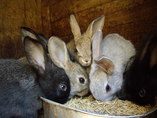 Bakıda satılan dovşanın qiyməti eşidənləri dəhşətə gətirdi - VİDEO
