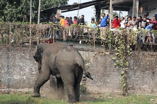 İnsanlığa sığmayan cinayət! 15 nəfəri öldürən fili görün necə öldürdülər