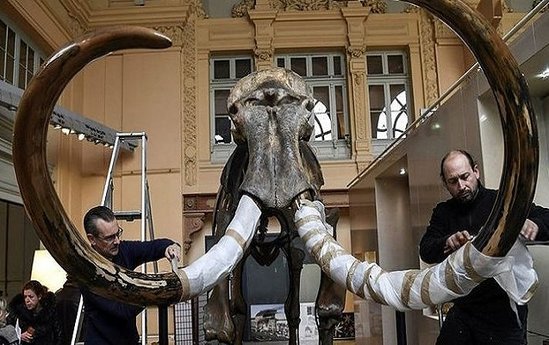 10 min illik mamont skeleti yarım milyona satıldı