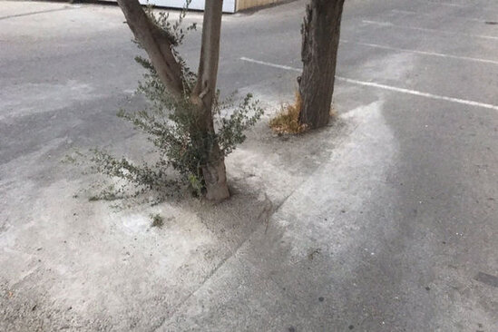 Bakıda ağacların dibi betonlanıb: Yaşıllaşdırma idarəsindən AÇIQLAMA - FOTO