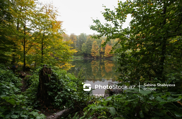 Təbiət qoruqlarının sahəsi kəskin azalıb