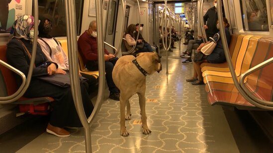 Bu it avtobus, metro, gəmi vasitəsilə bir gündə 29 dayanacaq gəzdi - FOTO - VİDEO