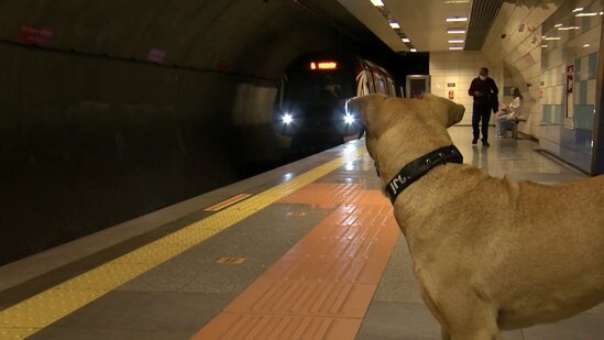 Bu it avtobus, metro, gəmi vasitəsilə bir gündə 29 dayanacaq gəzdi - FOTO - VİDEO