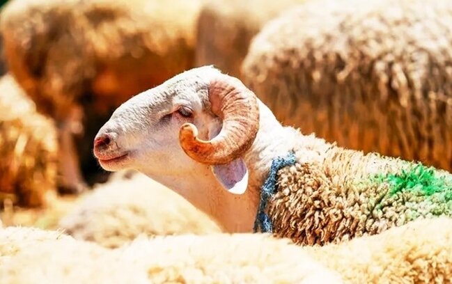 Azərbaycanda Qurban bayramı qeyd olunur