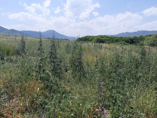 Azad edilən ərazilərdə aşkarlanan silah-sursatın sayı açıqlanıb-FOTO