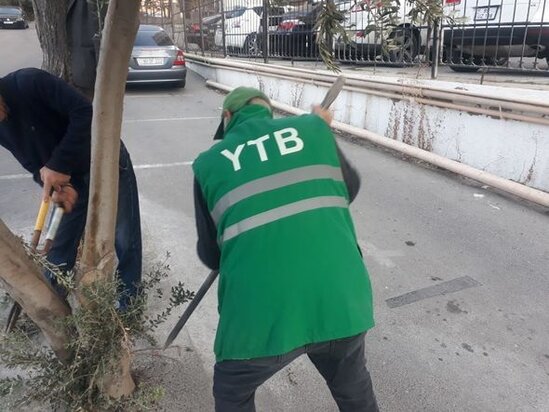Bakıda ağacların dibi betonlanıb: Yaşıllaşdırma idarəsindən AÇIQLAMA - FOTO