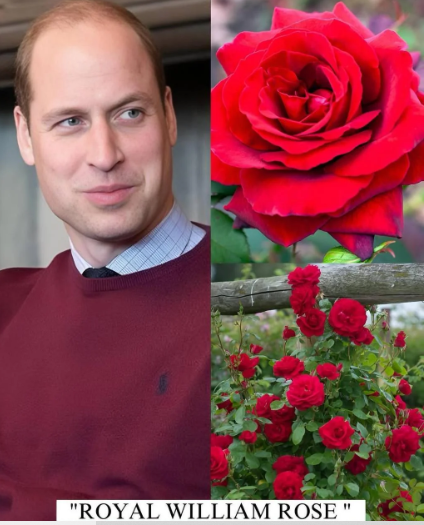 Bu güllərə onların adları verildi - Fotolar