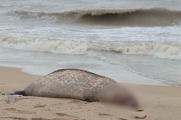 Xəzər dənizinin Azərbaycan bölməsində suiti cəsədləri aşkar olundu - RƏSMİ