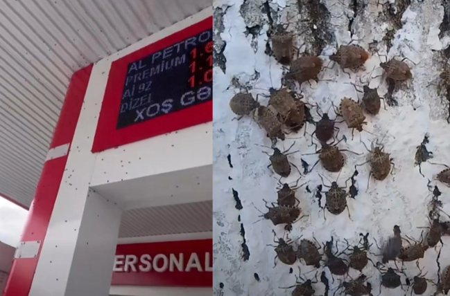 Şəki-Zaqatala bölgəsini zərərverici həşəratlar "zəbt edib": Dövlət qurumundan TÖVSİYƏ