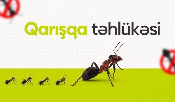 Qarışqaların zərəri və onlarla mübarizə