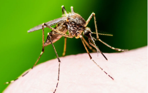 Ağcaqanadlar ən çox kimləri sancırlar?