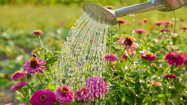 Bağban gün ərzində suvarma üçün ən yararsız vaxtı açıqladı: suyu boşa sərf edirsiniz