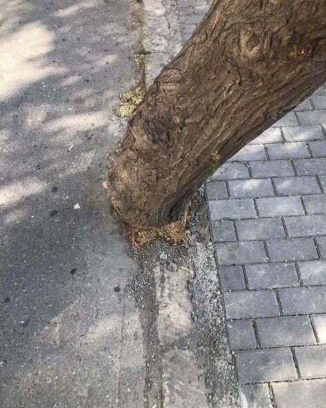 Bakıda yola asfalt döşənərkən zədələnən ağacların kökləri təmizləndi - YENİLƏNİB + FOTO