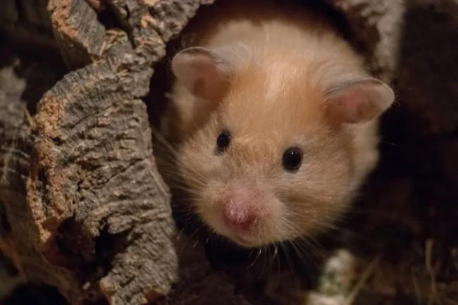 Hamsterin dişlədiyi qadın uşaqlarının gözü önündə öldü