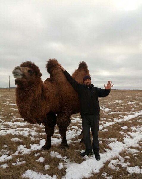 Sibirdə dəvə saxlayan azərbaycanlı - MARAQLI