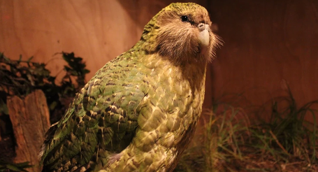 Bu mağara itmiş bir dünyanı ortaya çıxardı