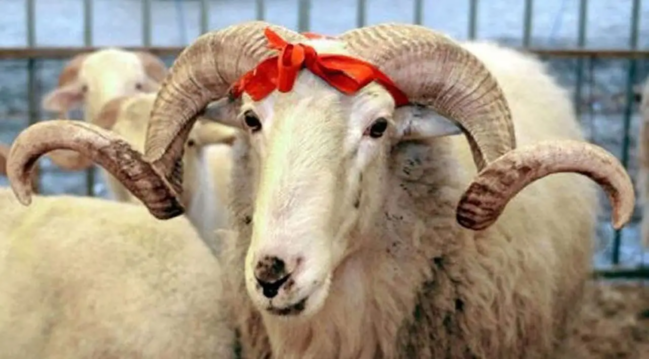 Qurbanlıq satış və kəsimə yeni məhdudiyyətlər