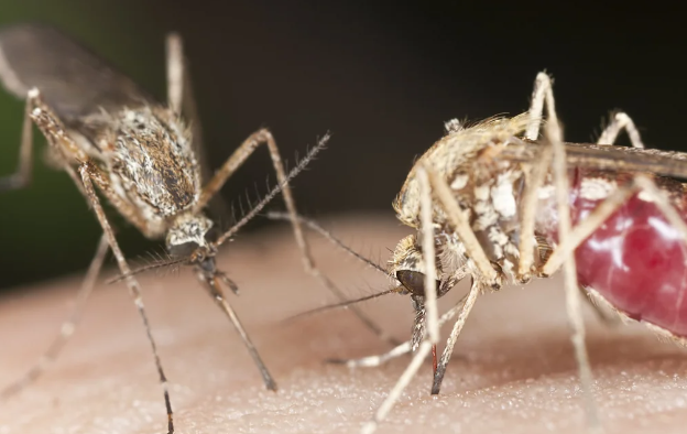 Berlində təhlükəli virus yayılmağa başlayıb