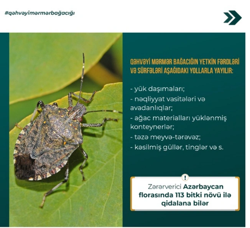 Şəki-Zaqatala bölgəsini zərərverici həşəratlar "zəbt edib": Dövlət qurumundan TÖVSİYƏ