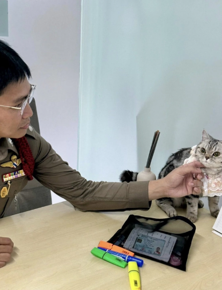 Polisə hücum edən pişik həbs olundu, pəncə izləri alındı