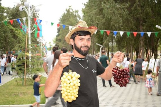 Azərbaycanda ilk dəfə "Albalı və gilas" festivalı keçirilib - FOTO