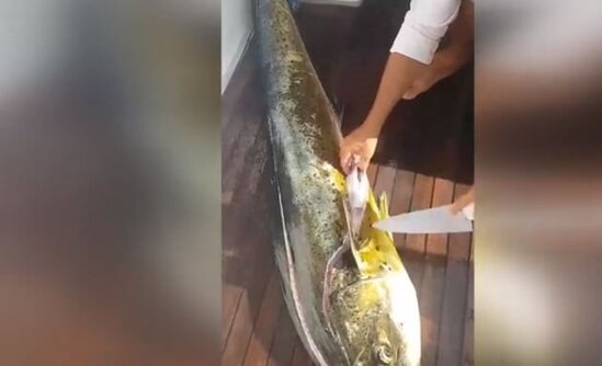 Balığın içindən görün nə çıxdı - FOTOLAR