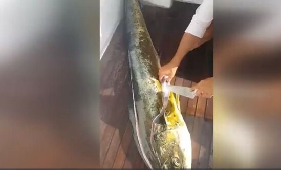 Balığın içindən görün nə çıxdı - FOTOLAR