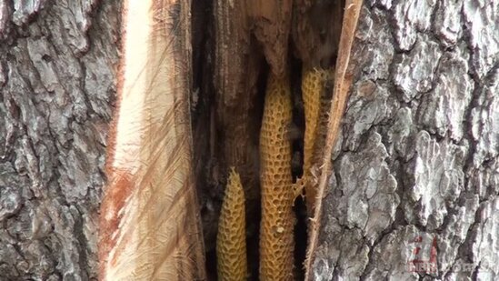 Bu balın kilosu 275 manatadır - FOTO