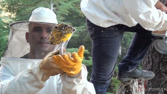 Bu balın kilosu 275 manatadır - FOTO