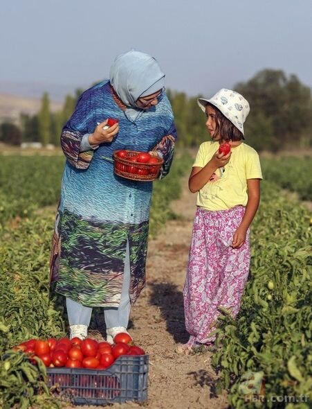 Əminə Ərdoğan pomidor yığımında iştirak etdi - FOTO