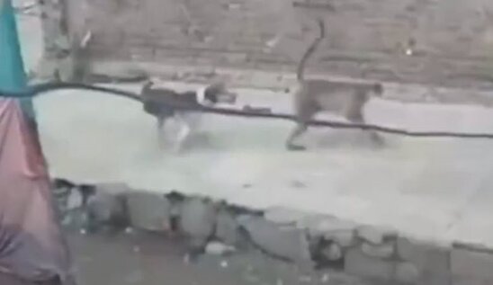 Meymunların itlərdən AMANSIZ intiqamı: 250 iti... - FOTO