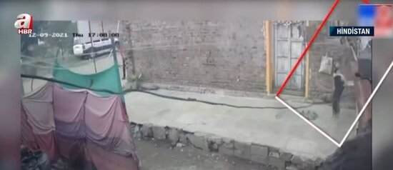 Meymunların itlərdən AMANSIZ intiqamı: 250 iti... - FOTO