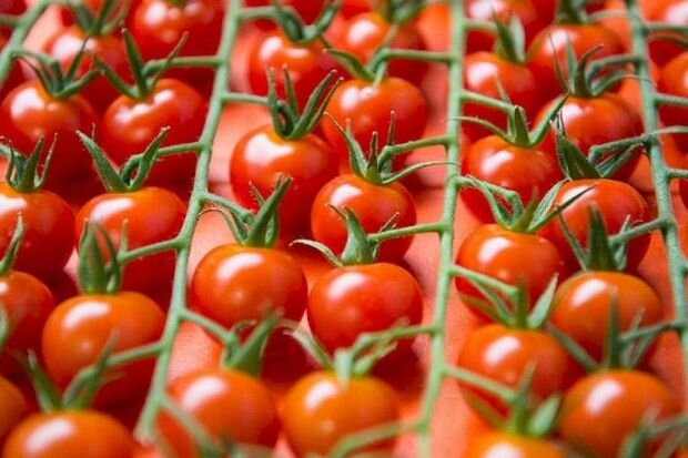 Pomidor ixracının azalmasının kökündə dayanan amillər - ARAŞDIRMA