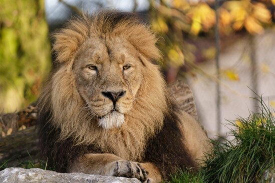 Şir zooparkın əməkdaşını öldürüb