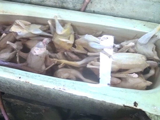 Bağça binasında toyuq kəsimi ilə məşğul olurlar - VİDEO