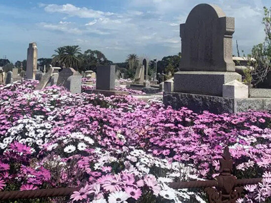 Məzarlardan insan başları oğurlandı