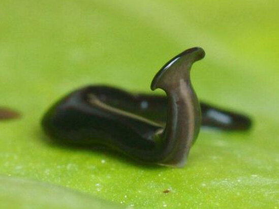 Fransada yeni tapılan qurd növünə "Covidum" adı verildi - VİDEO