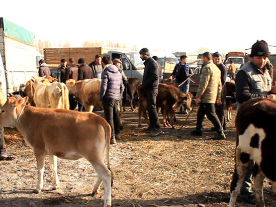 Mal-qara bazarında qiymətlər necədir? - VİDEO