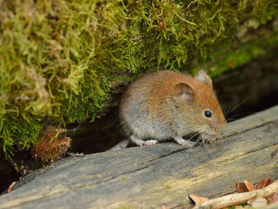 Yeni koronavirus yayılır: İnsanları təhdid edib-etmədiyi məlum deyil