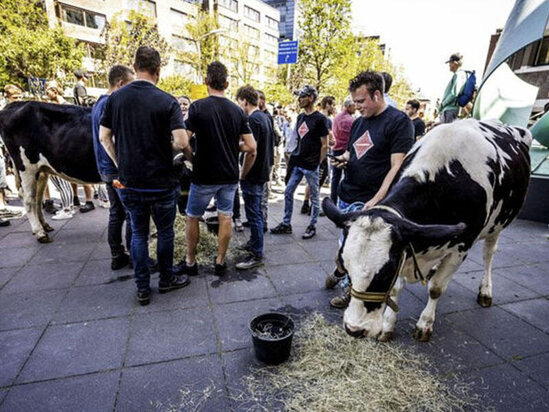 Fermerlər inəklərilə birgə etiraza çıxdılar - VİDEO