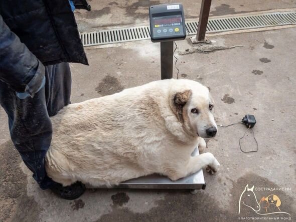 Rusiyada 100 kiloqramlıq it tapılıb - FOTO