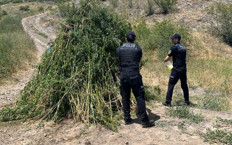 Zəngilanda aşkarlanan 3 tondan çox çətənə bitkiləri yandırılaraq məhv edilib