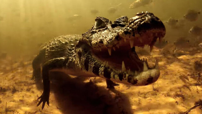 10 milyon timsah və ölümcül yırtıcılar - Dünyanın ən təhlükəli ərazisi