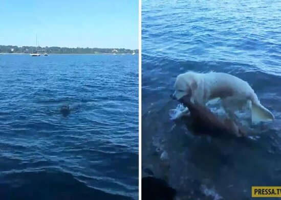 İt boğulan maralı belə xilas etdi - VİDEO