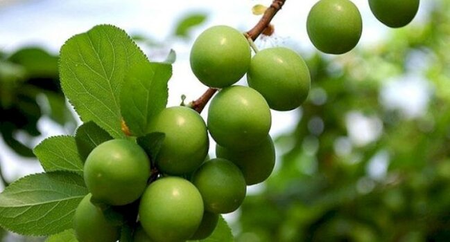 Alça sevənlərin çoxu bunu bilmir - RİSK ALTINDASINIZ