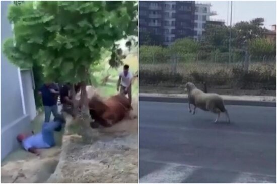 Qurban bayramına rənq qatan görüntülər - VİDEO